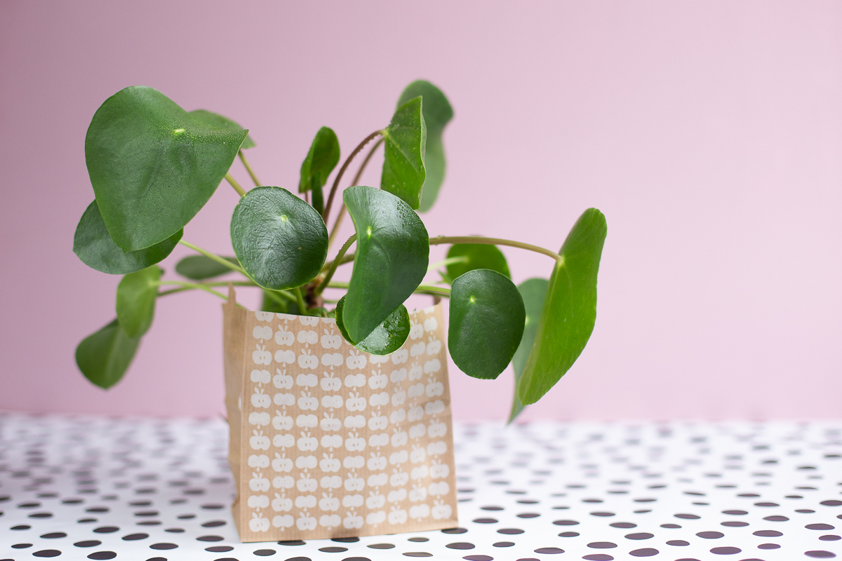 Pilea vermehren und pflegen - Pflanzenliebe | DIY Blog ...