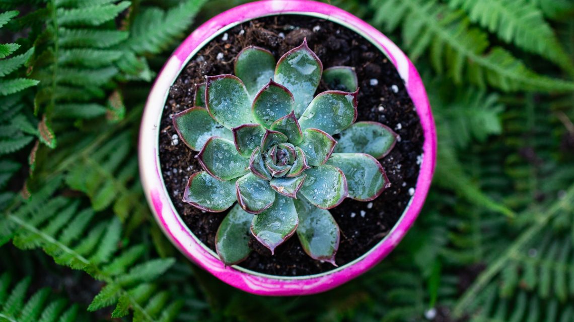 DIY Upcycling Dosen für Sukkulenten