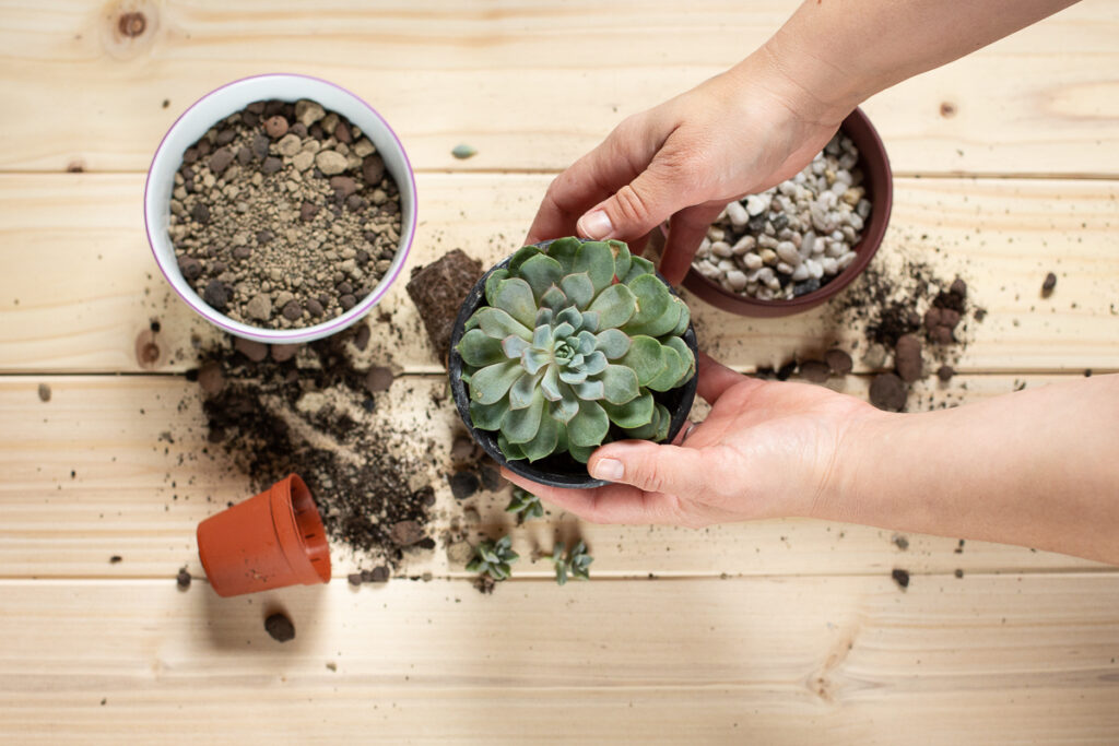 DIY Mini Terrarium für Sukkulenten selber machen