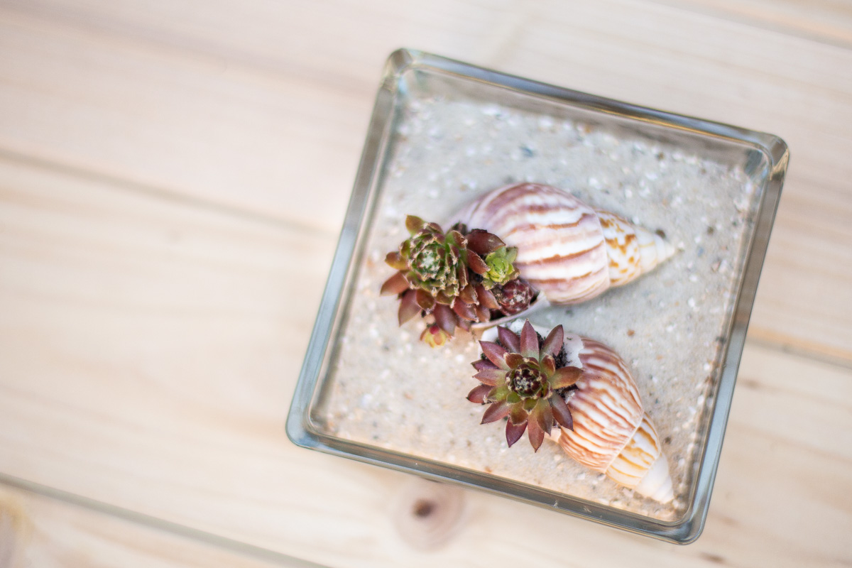 DIY Mini Garten in Muscheln - Sommerdeko mit Sukkulenten | DIY Blog