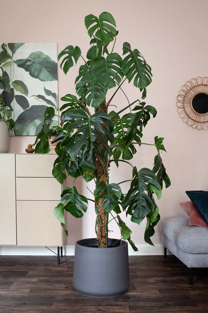 Monstera vermehren und pflegen - DIY Urban Jungle