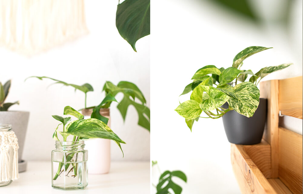 Efeutute vermehren und pflegen DIY Urban Jungle DIY Blog Doit